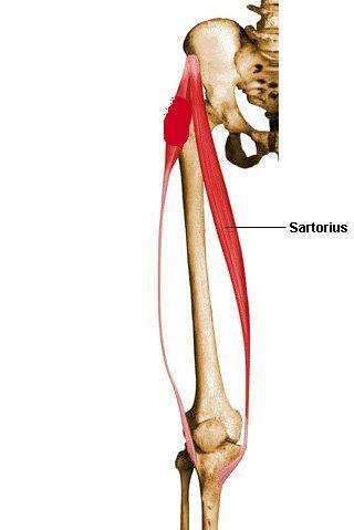 Sartorius Origin iliac spine Insertion tibia,