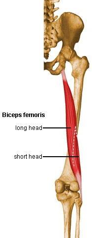 Biceps Femoris Origin ischial tuberosity (long) linea aspera