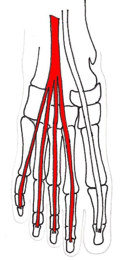 Extensor digitorum longus The tendon splits at the ankle