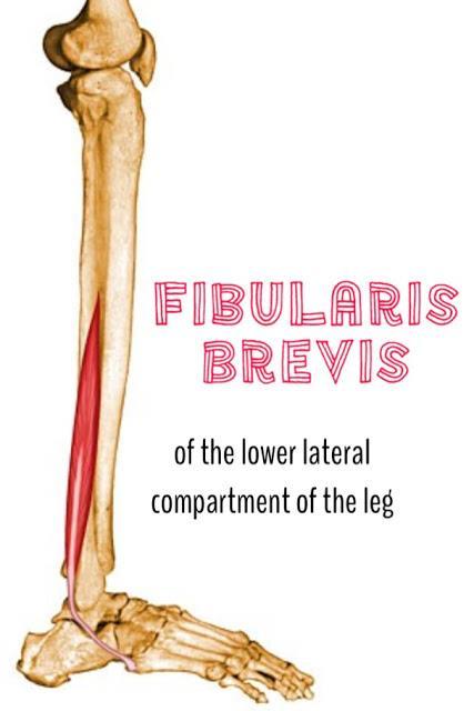 Fibularis (peroneus) brevis Origin Distal fibula Insertion 5 th