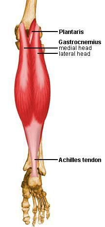 Gastrocnemius Origin Lateral and medial condyles of