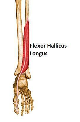 Flexor hallucis longus Origin Middle shaft of fibula Insertion Distal phalanx