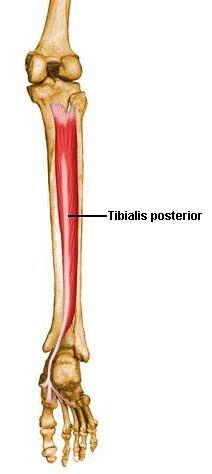 Tibialis posterior Origin Proximal ends of the tibia and fibula Insertion