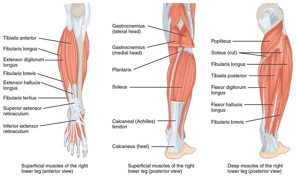 Overview of Muscles that