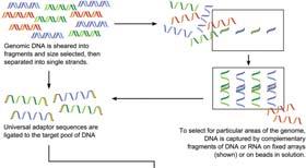 sequencing Allows for rapid sequencing of Whole genomes Whole