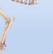 An endoskeleton is the frame of bones inside vertebrates. This frame of bones protects their organs and supports their bodies.