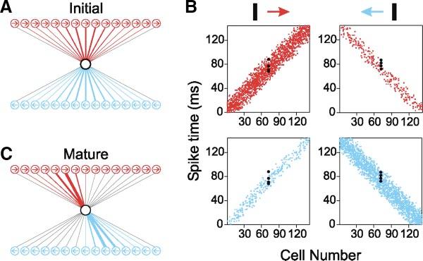 1040 YANG DAN AND MU-MING POO SPIKE TIMING-DEPENDENT PLASTICITY 1041 FIG. 2. A model for stimulus timingdependent visual cortical modification.