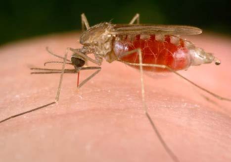 What is malaria? Malaria is a disease spread through mosquito bites.