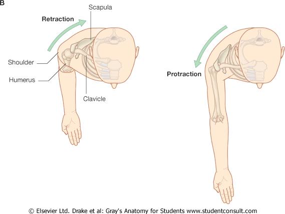 2) Actions of the Upper Limb