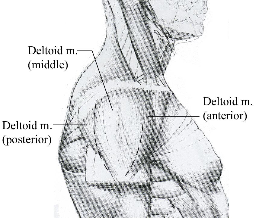 5) Muscles of the Shoulder Girdle Deltoid m.