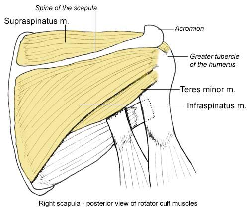 5) Muscles of the