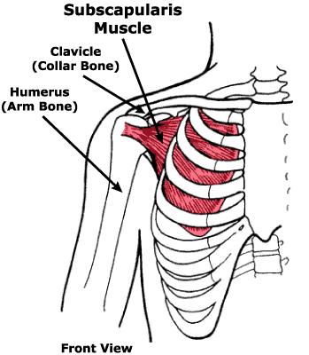 Thick, triangular muscle Lies on the costal surface of