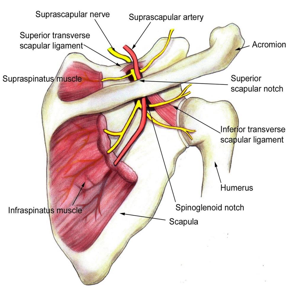 Suprascapular foramen The route through which structures pass between the base of the neck and the posterior scapular region.