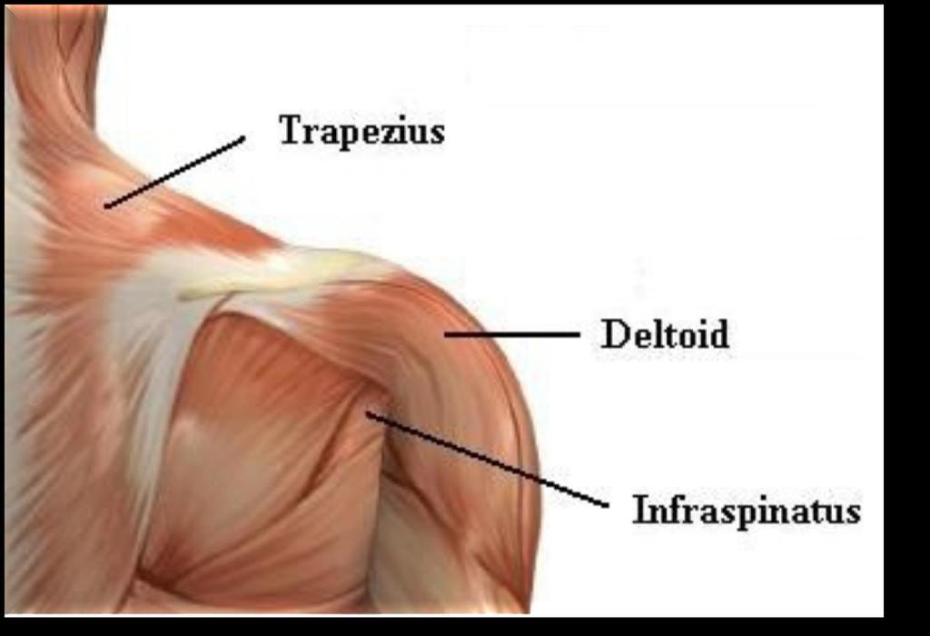 The two most superficial muscles of the shoulder trapezius and deltoid muscles.