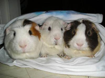 Black coat color in guinea pigs is dominant over white coat color.