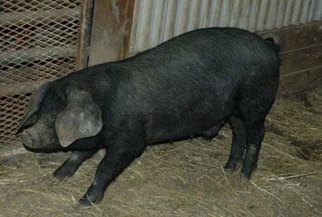 1.) In pigs, the white color (W) is dominant; the black color (w) is recessive.