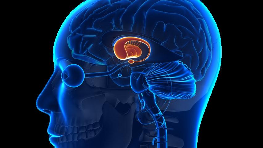 Parkinson s Disease and Bladder Dysfunction Basal Ganglia: Believed to have an inhibitory effect on