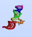 2657+5g>a) ex13 ex14a ex14b +5 ex15 CFTR Gene = intr 14b precursor mrna Splicing Stop