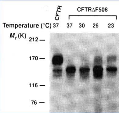 Why Study Rescuing Mechanisms of F508del-CFTR?