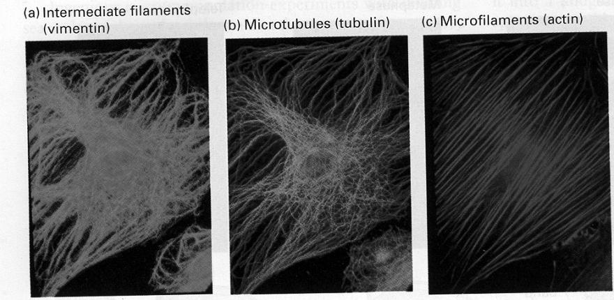 attached membrane Others Integrates cells w/ other cells and into tissues MT Tubulin Track