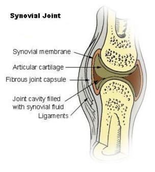 Cartilaginous Synovial 