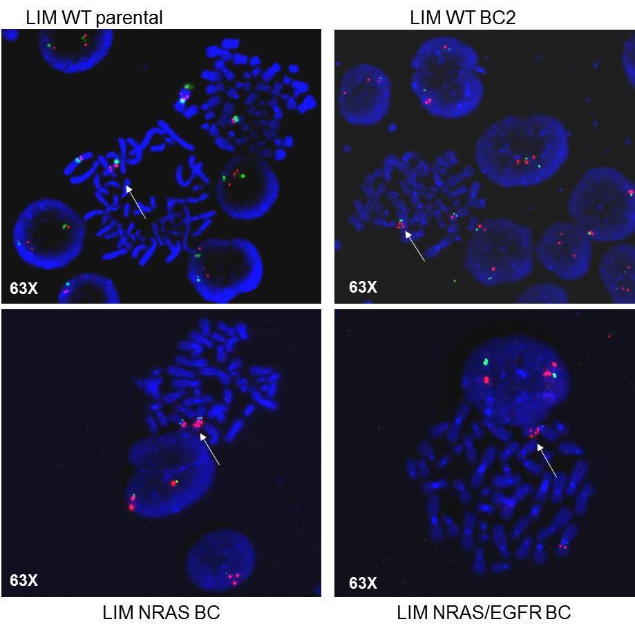 Supplementary Figure 5 LIM1215 WT parental LIM1215 WT parental BC LIM1215 NRAS BC clone LIM1215 NRAS+EGFR BC clone Supplementary Figure 5: FISH measurement of EGFR Gene Copy Number.