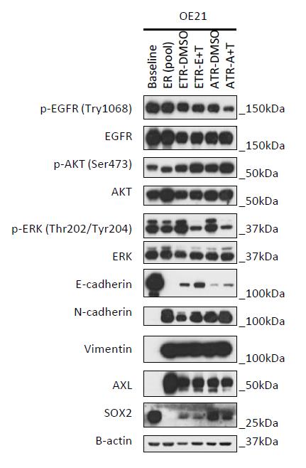Supplementary Figure 10. Mechanism of EGFR/MEK inhibitors-resistance in OE21 cells.