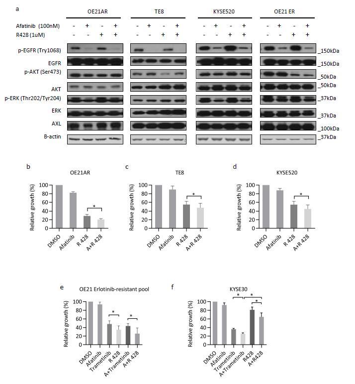 Supplementary Figure 6. Response of OE21 erlotinib-resistant, afatinib-resistant cells, TE8 and KYSE520 to AXL inhibitor R428.