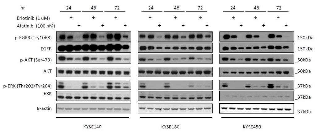 Supplementary Figure 8. Activation of ERK as adaptive response to EGFR inhibition in KYSE140, KYSE180 and KYSE450 cells.