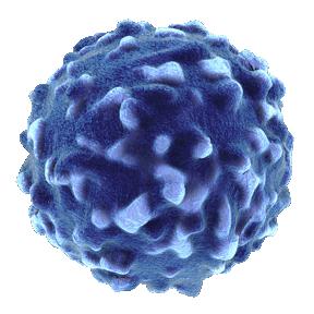 Immunopathology: T Cell Types in RA Naïve CD4+ T cell TH1 Cell-mediated Immunity Thy CD4+ IL-12 IL-6, IL-23 TH17 Autoimmunity Thymocyte IL-4 TGF-β