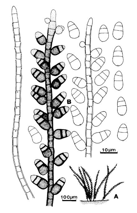 Taiwania Vol. 60, No. 3 Table 1 Comparison of Guedea species in features of conidia. Species Conidial characters Shape Size (µm) Septation Pigmentation Source G. sacra Oval 15.0 21.0 9.0 10.