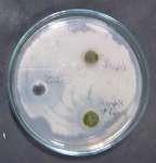E.coli P.aeruginosa S.aureus Fig.