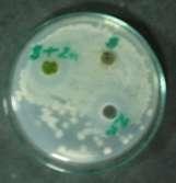 Table 5: Antibacterial activity of leaf+chloroform Sl. No.