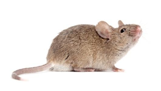 Mouse models can help understand the biology of disease and therapeutic