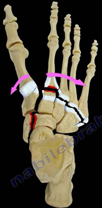 Foot Injuries to Midfoot: Navicular, Cuboid and Cuneiform fractures o Displaced fractures will require surgical treatment o Non-displaced fractures will utilized conservative treatment methods.
