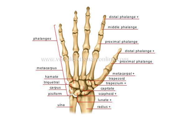 Hand fractures - Anatomy Distal phalanx