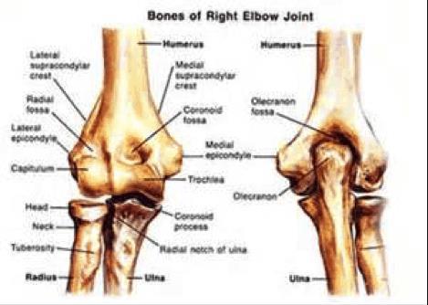 Elbow fractures - anatomy