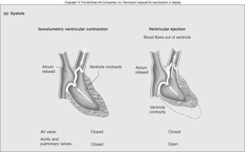 Diastole: ventricles relaxed