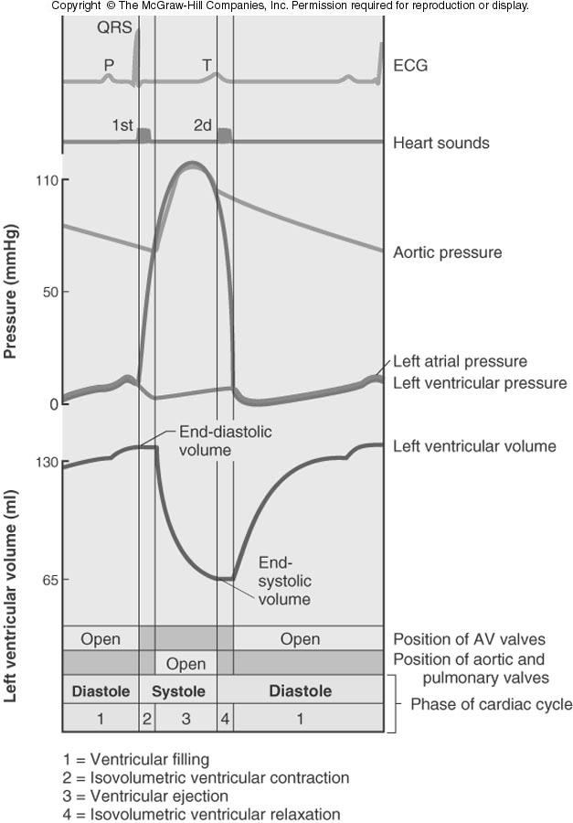 Pressure and volume changes in the left heart during a