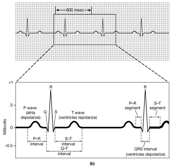 The Heart Beat and the EKG P-wave = Atrial