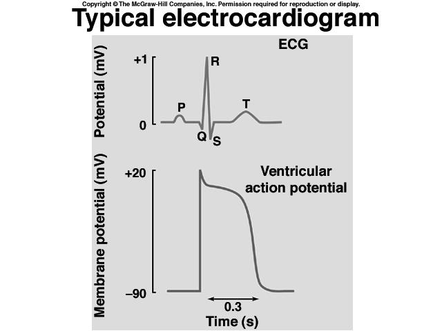 The ECG and Heart Muscle Cells AP s The relationship between the electrocardiogram (ECG), recorded as the difference between currents at the left and right wrists, Note the much smaller scale for the