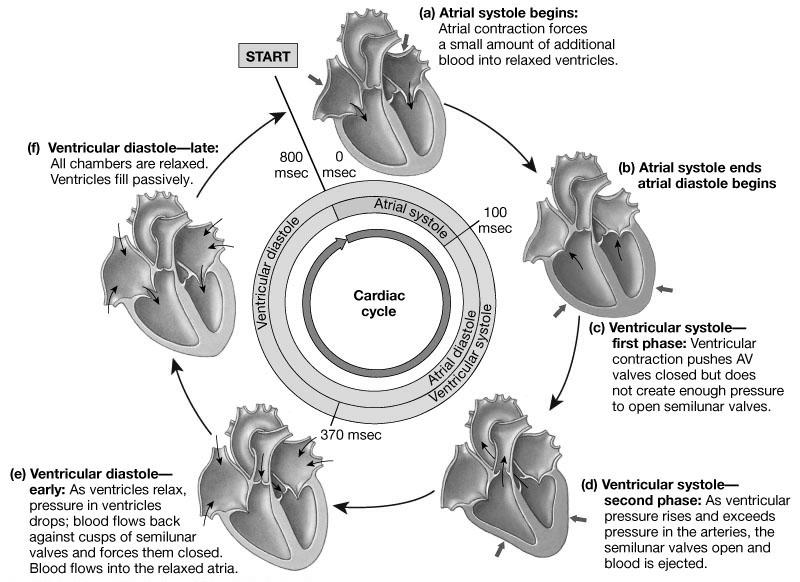 The Cardiac Cycle The cardiac cycle can be divided into 3 specific Periods The Ventricular Filling period Atrial Systole The Isovolumetric Contraction period The Ejection