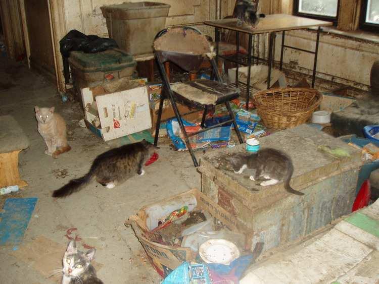 hoarding is recognized as a complex public health problem challenging cities and communities across the country and impacting tens of thousands of animals each year.