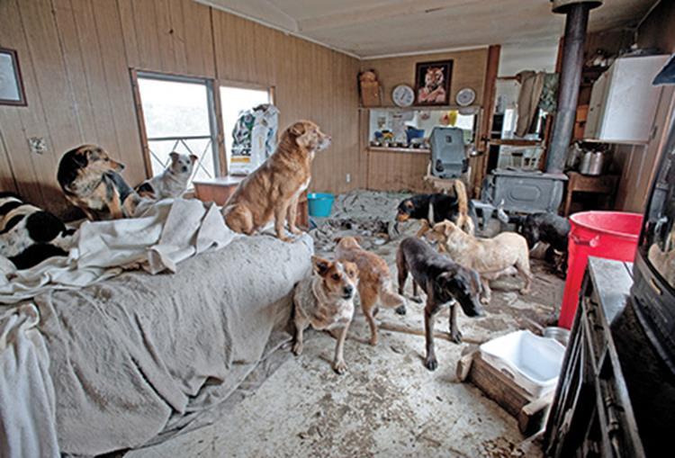 What is animal hoarding?