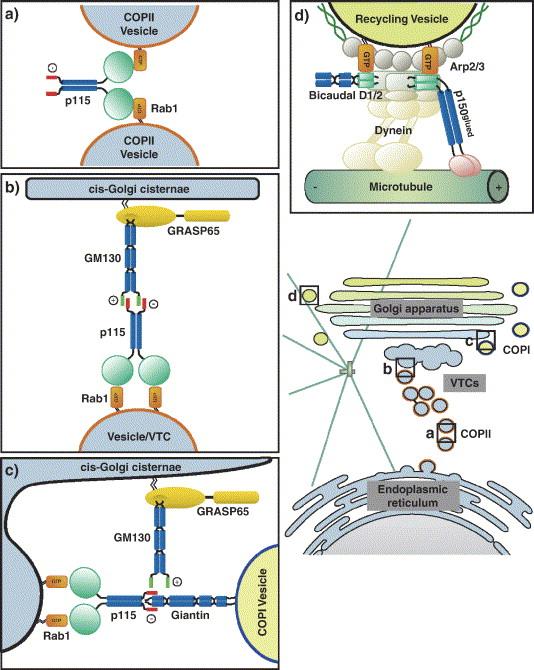 Recruitment of Recycling GTs into COPI-coated Vesicles - proteins involved in COPI-mediated transport are peripheral Golgi proteins that cycle between the cytosol and the Golgi membrane - they are