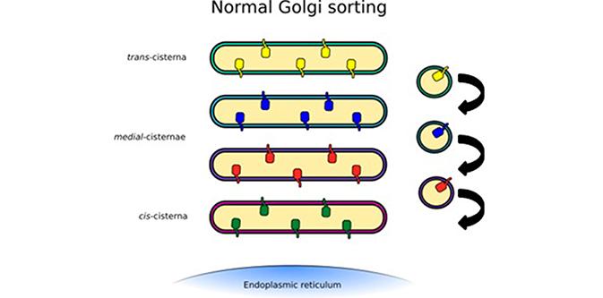 The COG complex acts as an intra-golgi COPI-coated vesicle tether Fisher and Ungar Front Cell Dev Biol.