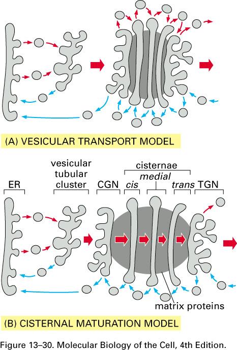 Transport through the Golgi may occur by vesicular transport or cisternal maturation (not mutually exclusive) Collagen