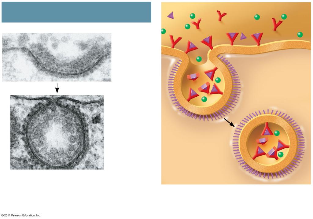 Figure 7.22c Receptor-Mediated Endocytosis Plasma membrane Coat proteins Ligand Receptor Coat proteins 0.25 µm Top: A coated pit.
