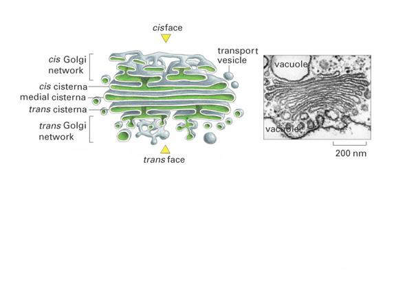Golgi Apparatus vesicles coming from ER vesicles leaving Golgi Vesicles leaving the ER fuse with the Golgi, a collection of flattened membrane-enclosed sacs called cisternae.