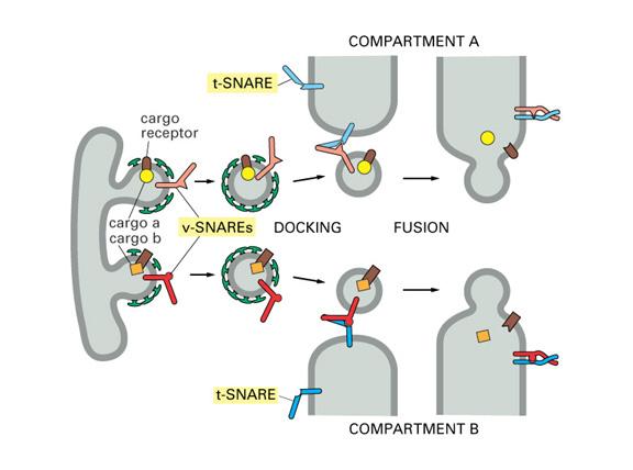 SNAREs and Targeting Vesicles coat protein Vesicles have to recognize the correct target membrane; because there are many membranes, a vesicle is likely to encounter many potential targets.